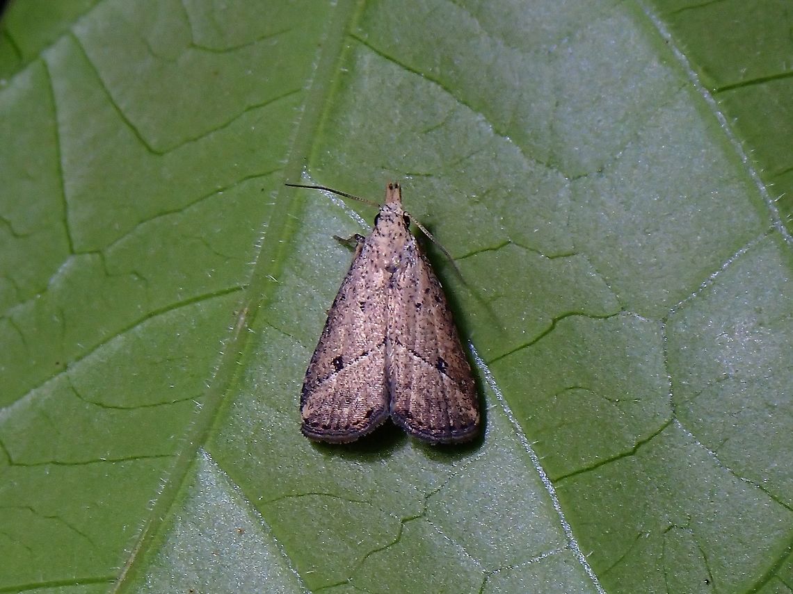 Erebid Moth - Luceria oculalis  Luceria oculalis,Malaysia,Moth,Moth Week 2021,Penang