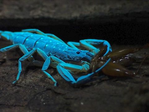 Feeling Blue! This Arrowbreasted Scorpion - Lychas scutilus is very common, for a change, taking pic of it under UV light, it was also feeding on a cricket. Arrowbreasted Scorpion,Lychas scutilus,Malaysia,Penang,Scorpion,Ultra Violet Light