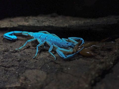 Meal Time Arrowbreasted Scorpion - Lychas scutilus having a meal of Cricket. Arrowbreasted Scorpion,Lychas scutilus,Malaysia,Penang,Scorpion,Ultra Violet Light