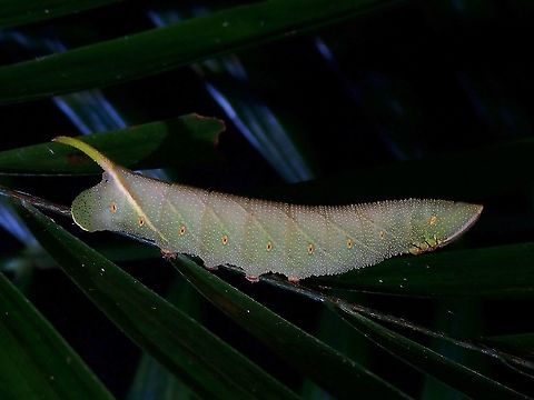 Caterpillar - Marumba sp. Caterpillar of Sphinx/Hawk Moth Caterpillar,Hawk Moth,Malaysia,Marumba,Marumba sp,Moth,Moth Week 2021,Penang,Sphinx Moth