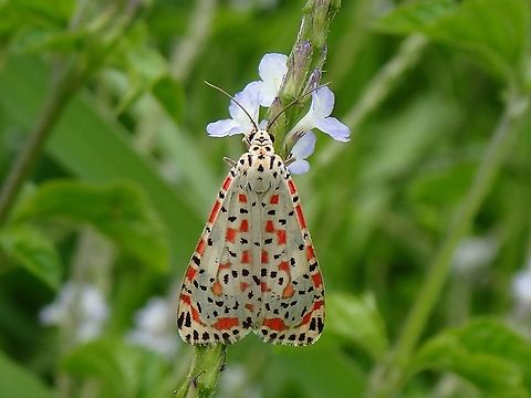 Simplicity  Crimson Speckled Footman,Malaysia,Moth,Moth Week 2021,Penang,Utetheisa pulchella