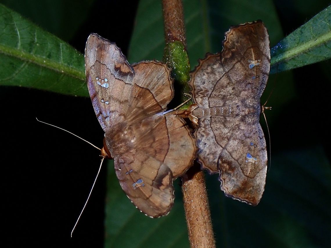 Rare Couple A pair of Erebid Moths - Gracillina prosthenia, mating Gracillina,Gracillina prosthenia,Malaysia,Moth,Moth Week 2021,Penang