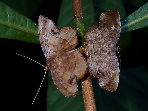 Rare Couple A pair of Erebid Moths - Gracillina prosthenia, mating Gracillina,Gracillina prosthenia,Malaysia,Moth,Moth Week 2021,Penang