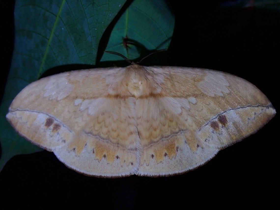 Monkey Moth - Sphingognatha asclepiades  Eupterote asclepiades,Malaysia,Monkey Moth,Moth Week 2021,Penang,Sphingognatha asclepiades