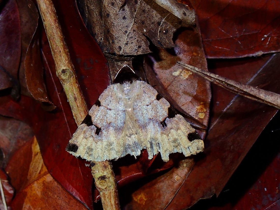 Erebid Moth - Rema costimacula  Erebid Moth,Malaysia,Moth,Moth Week 2021,Penang,Rema costimacula
