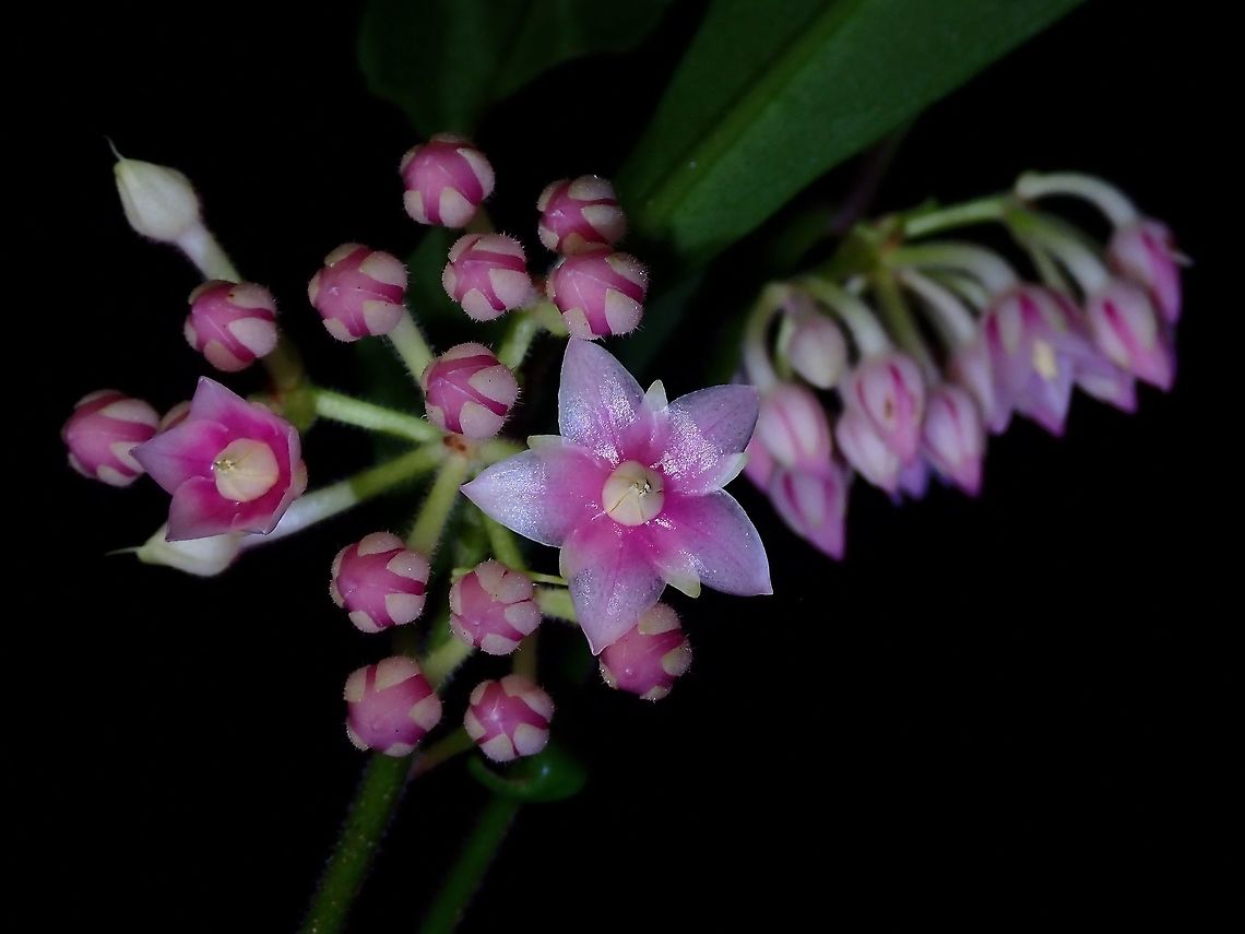 Pretty in Pink This plant flowers in cluster, each flower is less than 1 cm in size.<br />
Long lasting, have seen the same exact flowers over 10-14 days and still did not wither yet. Ardisia rosea,Flowers,Malaysia,Penang,Plants