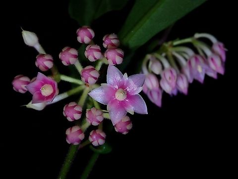 Pretty in Pink This plant flowers in cluster, each flower is less than 1 cm in size.
Long lasting, have seen the same exact flowers over 10-14 days and still did not wither yet. Ardisia rosea,Flowers,Malaysia,Penang,Plants