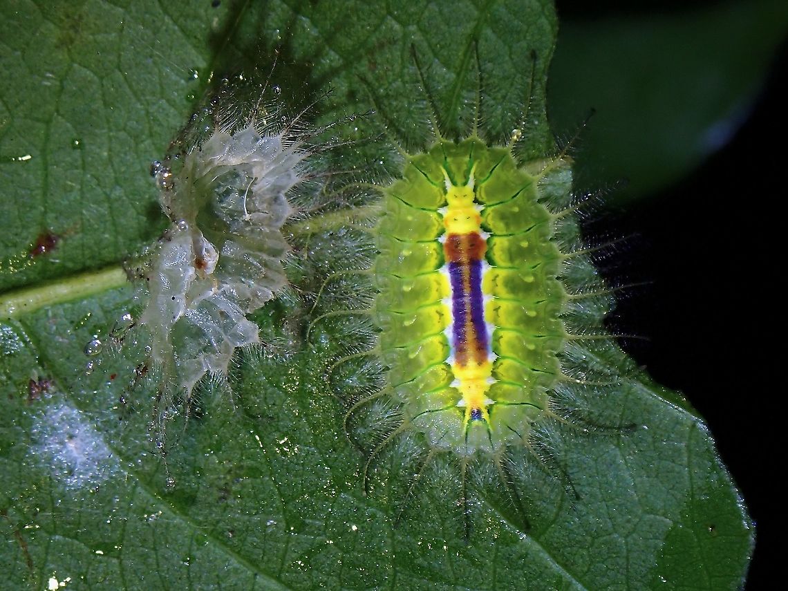 Freshly Moulted Stinging Nettle Slug Caterpillar - Idonauton apicalis, freshly moulted to a bigger instar. Idonauton apicalis,Malaysia,Moth,Moth Week 2021,Penang,Slug Caterpillar Moth