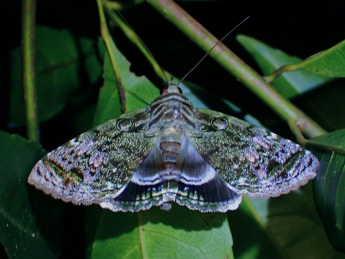 Powering-Up! The wings on this Nut Borer Moth - Cyclodes omma looks blurry cos it was &#039;powering-up&#039; ie. heating up its flight muscles by vibrating their wings, since they do not have the radiant energy of the sun (being nocturnal) at their disposal to serve that purpose. Cyclodes omma,Malaysia,Moth,Moth Week 2021,Nut Borer,Penang