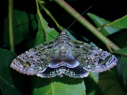 Powering-Up! The wings on this Nut Borer Moth - Cyclodes omma looks blurry cos it was 'powering-up' ie. heating up its flight muscles by vibrating their wings, since they do not have the radiant energy of the sun (being nocturnal) at their disposal to serve that purpose. Cyclodes omma,Malaysia,Moth,Moth Week 2021,Nut Borer,Penang