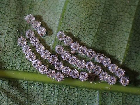 Cookies? Eggs of Tussock Moth - Leucoma sp.

Pic of adult :

https://www.jungledragon.com/image/118829/tussock_moth_-_leucoma_sp.html Eggs,Leucoma,Leucoma sp,Malaysia,Moth,Moth Week 2021,Penang,Tussock Moth