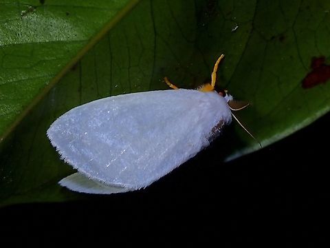 Tussock Moth - Leucoma sp. Pic of Eggs :

https://www.jungledragon.com/image/118828/cookies.html Leucoma,Leucoma sp,Malaysia,Moth,Moth Week 2021,Penang,Tussock Moth