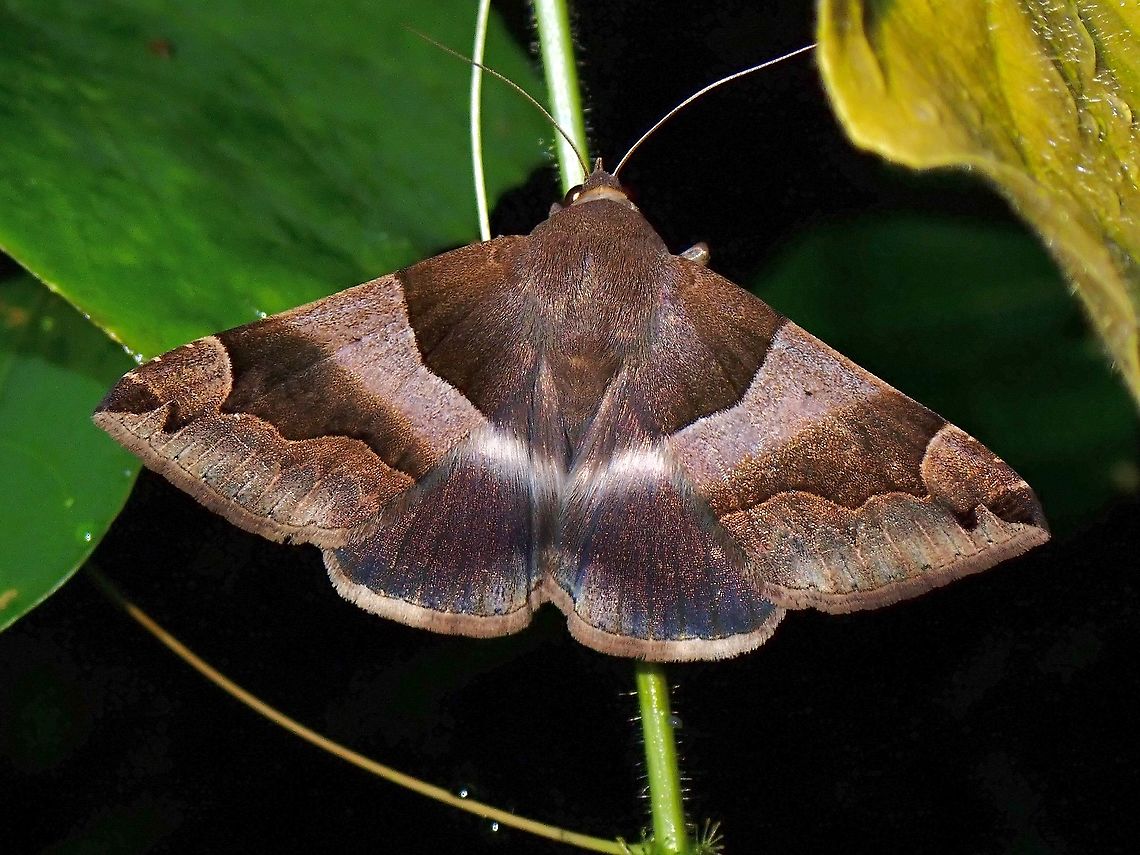 Erebid Moth - Dysgonia stuposa The distribution info at Wikipedia is not complete/updated as this species is also found in Malaysia. Dysgonia stuposa,Erebid Moth,Malaysia,Moth,Moth Week 2021,Penang