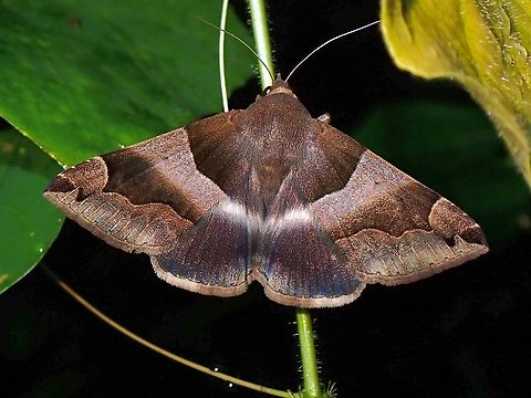 Erebid Moth - Dysgonia stuposa The distribution info at Wikipedia is not complete/updated as this species is also found in Malaysia. Dysgonia stuposa,Erebid Moth,Malaysia,Moth,Moth Week 2021,Penang