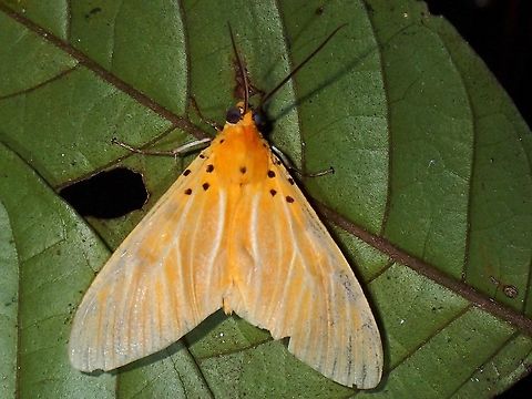 Orange  Asota egens,Malaysia,Moth,Moth Week 2021,Penang,Snouted Tiger Moth,Tiger Moth