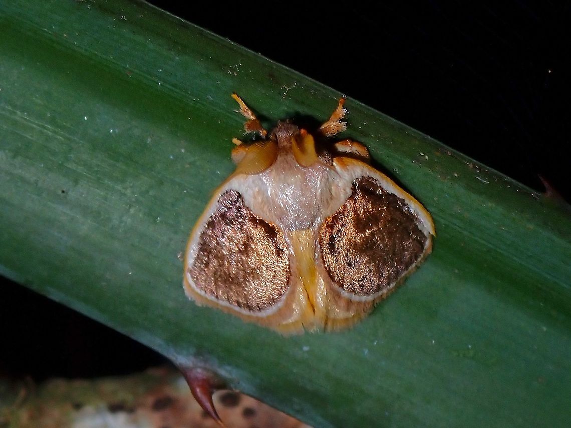 Golden Slug Caterpillar Moth - Cania bandura Cania bandura,Limacodidae,Malaysia,Moth,Moth Week 2021,Penang,Slug Caterpillar Moth