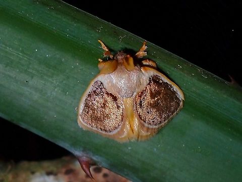Golden Slug Caterpillar Moth - Cania bandura Cania bandura,Limacodidae,Malaysia,Moth,Moth Week 2021,Penang,Slug Caterpillar Moth