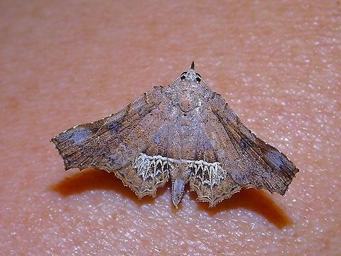 Rare Jewelry This Erebid Moth - Throana klossi with nice markings on its hindwings, landed on my hand. Erebid Moth,Malaysia,Moth,Moth Week 2021,Penang,Throana klossi
