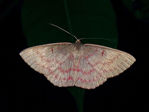 Pretty in Pink! Geometrid Moth Geometridae,Malaysia,Moth,Moth Week 2021,Penang