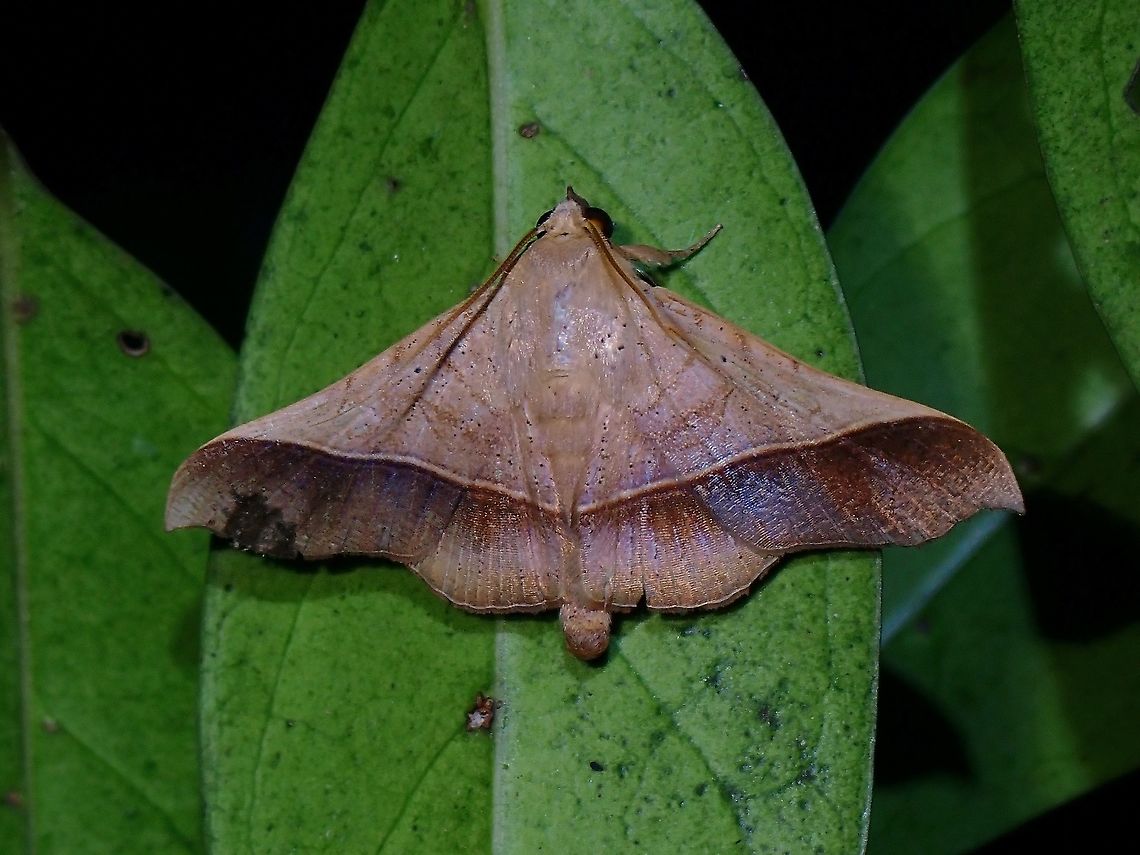 Erebid Moth - Chilkasa falcata  Chilkasa,Chilkasa falcata,Erebid Moth,Malaysia,Moth,Moth Week 2021,Penang
