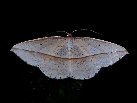 Geometrid Moth - Heteralex unilinea  Geometrid Moth,Heteralex unilinea,Malaysia,Moth,Moth Week 2021,Penang