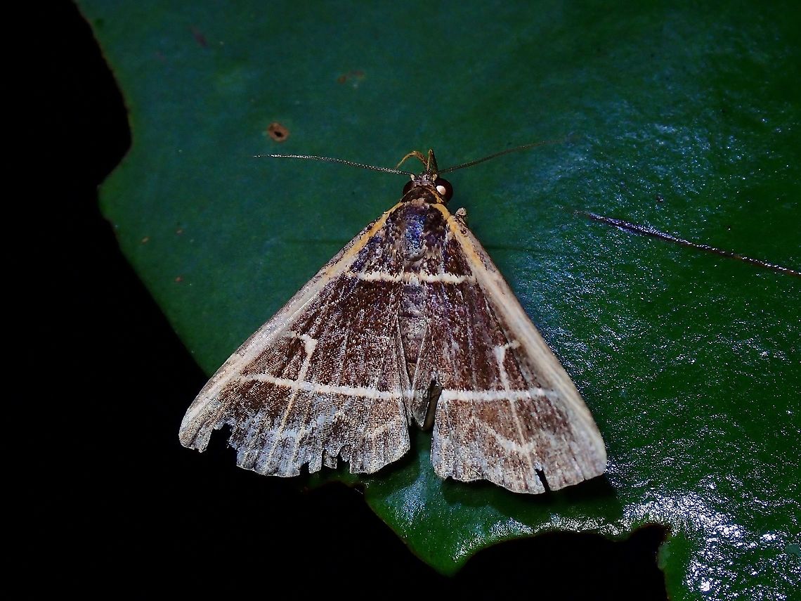 Old & Worn This Litter Moth actually has nice markings but this one has seen its better days. Bertula pallidicosta,Litter Moth,Malaysia,Moth,Moth Week 2021,Penang