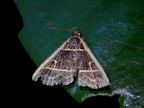 Old & Worn This Litter Moth actually has nice markings but this one has seen its better days. Bertula pallidicosta,Litter Moth,Malaysia,Moth,Moth Week 2021,Penang