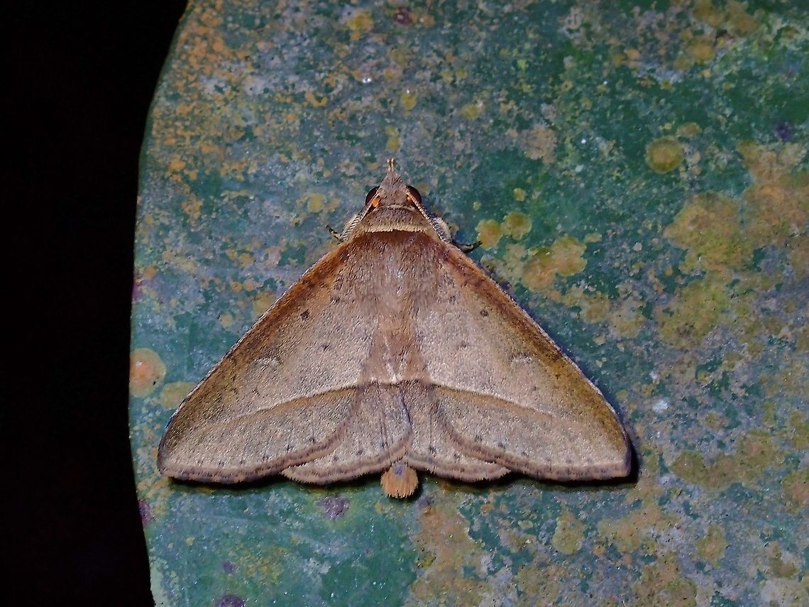 Moth  Malaysia,Moth,Moth Week 2021,Penang