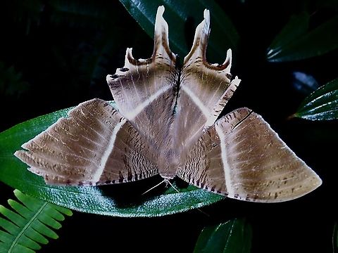 Tropical Swallowtail Moth - Lyssa zampa  Lyssa zampa,Malaysia,Moth,Moth Week 2021,Penang,Swallowtail Moth,Tropical Swallowtail Moth