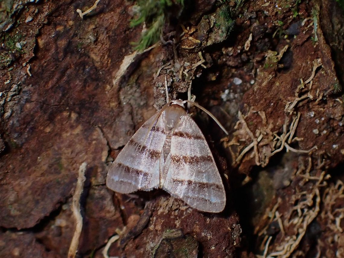 Moth - Flammona sp.  Flammona,Flammona sp,Malaysia,Moth,Moth Week 2021,Penang