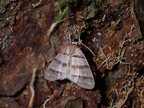 Moth - Flammona sp.  Flammona,Flammona sp,Malaysia,Moth,Moth Week 2021,Penang