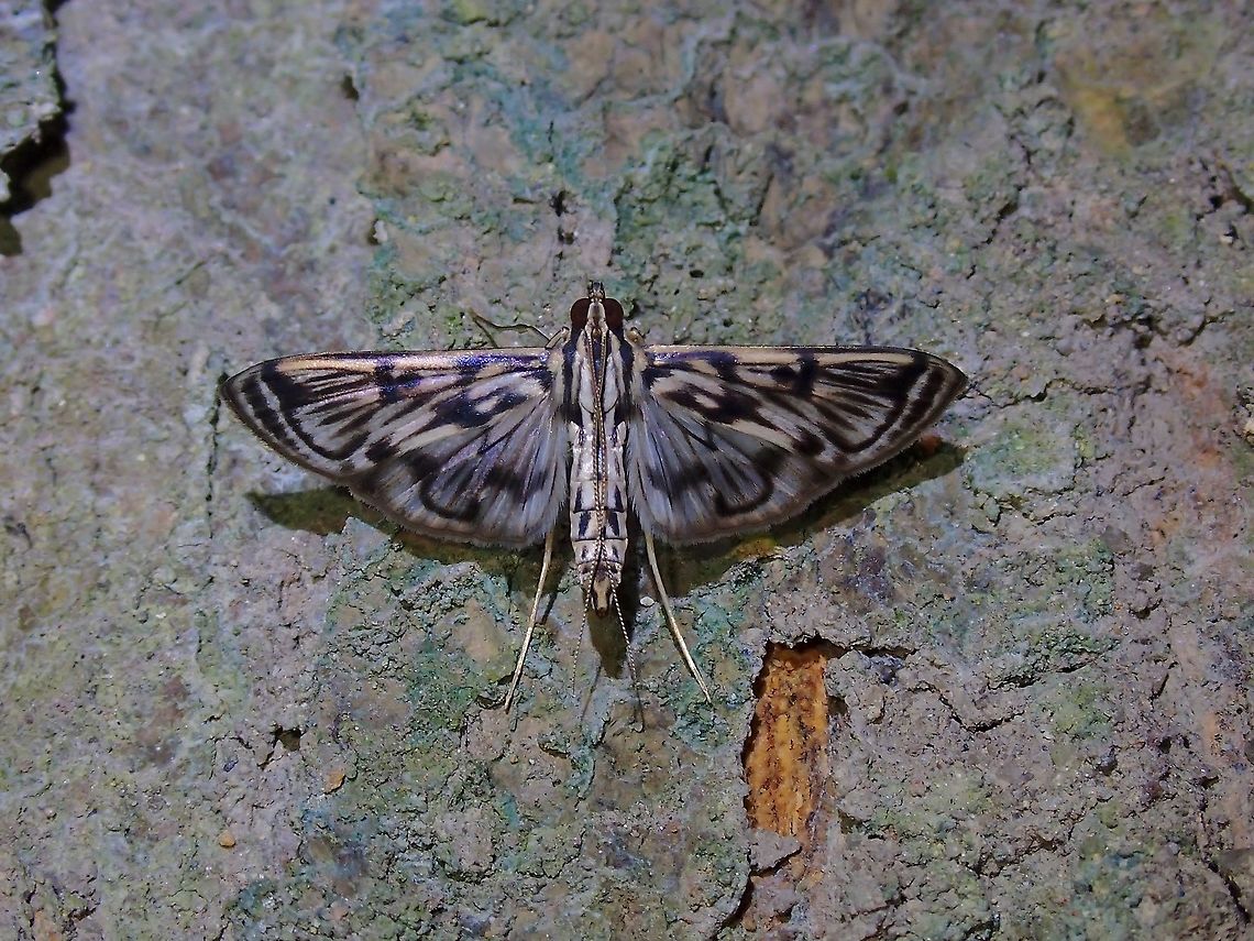 Pearl Moth - Rhimphalea sp.  Malaysia,Moth,Moth Week 2021,Pearl Moth,Penang,Rhimphalea,Rhimphalea sp