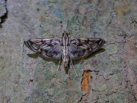 Pearl Moth - Rhimphalea sp.  Malaysia,Moth,Moth Week 2021,Pearl Moth,Penang,Rhimphalea,Rhimphalea sp