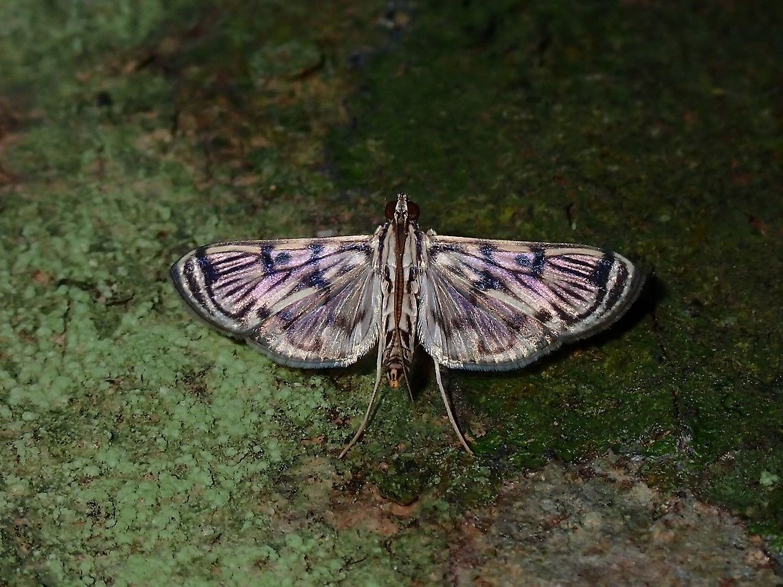 Pearl Moth - Rhimphalea sp.  Malaysia,Moth,Moth Week 2021,Pearl Moth,Penang,Rhimphalea,Rhimphalea sp