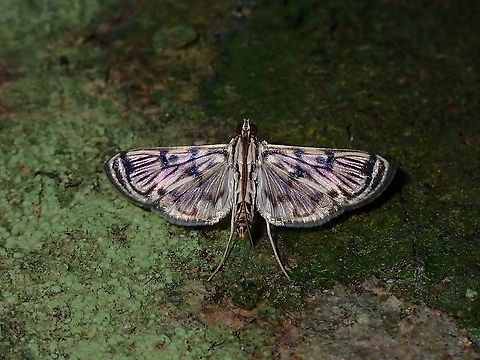 Pearl Moth - Rhimphalea sp.  Malaysia,Moth,Moth Week 2021,Pearl Moth,Penang,Rhimphalea,Rhimphalea sp