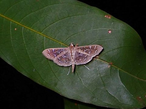 Pearl Moth - Nausinoe sp.  Malaysia,Moth,Moth Week 2021,Nausinoe,Nausinoe sp,Pearl Moth,Penang