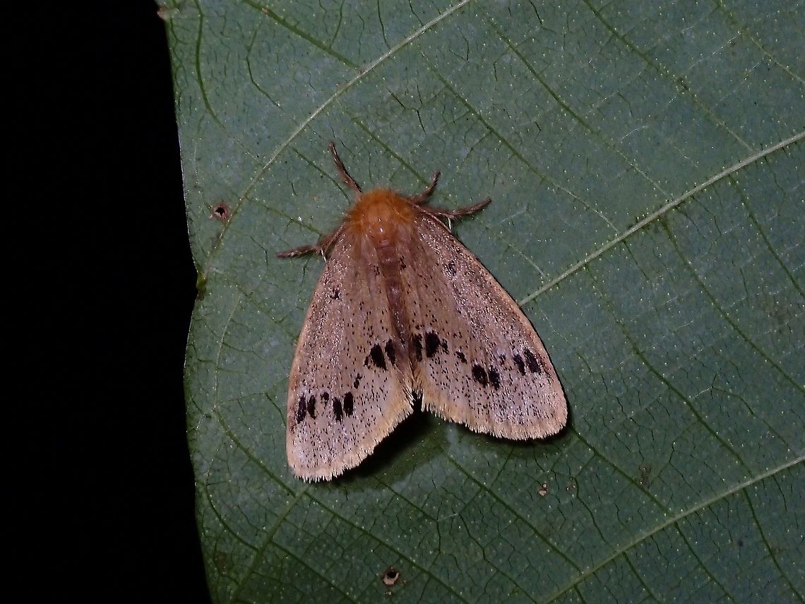 Tussock Moth - Rhypotoses maculutea  Malaysia,Moth,Moth Week 2021,Penang,Rhypotoses maculutea,Tussock Moth