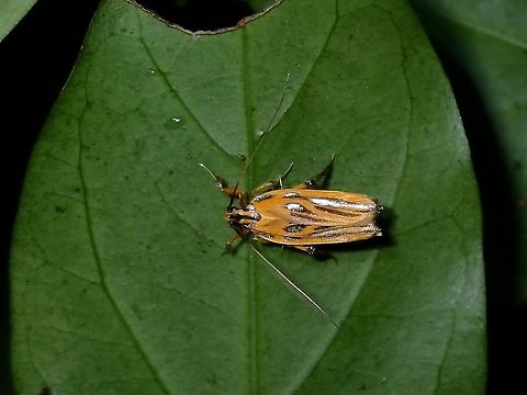 Long-horned Moth - Tisis sp.  Long-horned Moth,Malaysia,Moth,Moth Week 2021,Penang,Tisis,Tisis sp