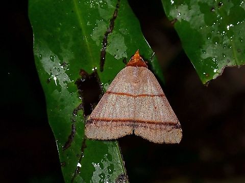 Erebid Moth - Plecoptera recta  Malaysia,Moth,Moth Week 2021,Penang,Plecoptera recta