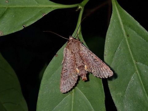 Euteliid Moth - Family Euteliidae  Euteliid Moth,Euteliidae,Malaysia,Moth,Moth Week 2021,Penang