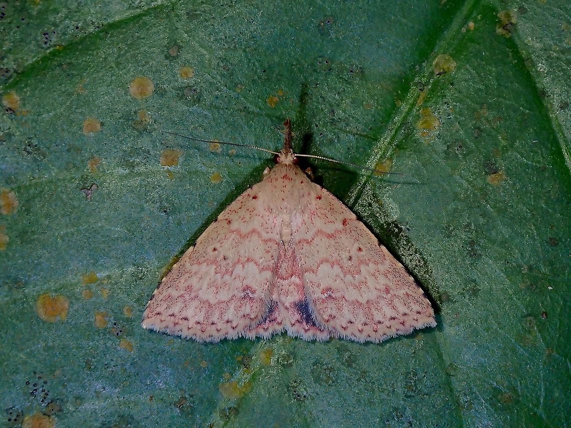 Moth  Lepidoptera,Malaysia,Moth,Moth Week 2021,Penang