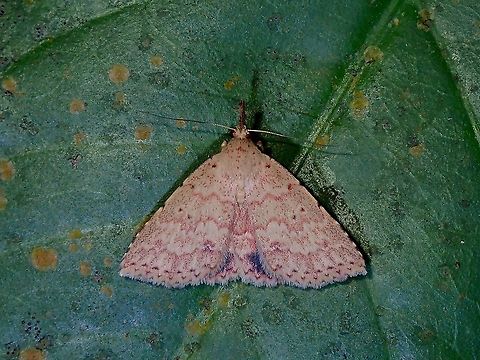 Moth  Lepidoptera,Malaysia,Moth,Moth Week 2021,Penang
