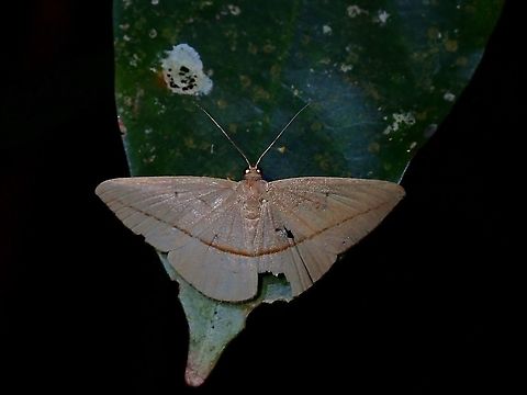 Geometrid Moth - Heteralex unilinea  Geometrid Moth,Heteralex unilinea,Malaysia,Moth,Moth Week 2021,Penang