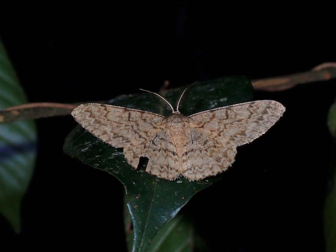 Geometrid Moth - Hypomecis sp.  Geometrid Moth,Hypomecis,Hypomecis sp,Malaysia,Moth,Moth Week 2021,Penang