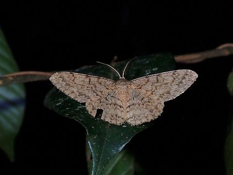 Geometrid Moth - Hypomecis sp.  Geometrid Moth,Hypomecis,Hypomecis sp,Malaysia,Moth,Moth Week 2021,Penang