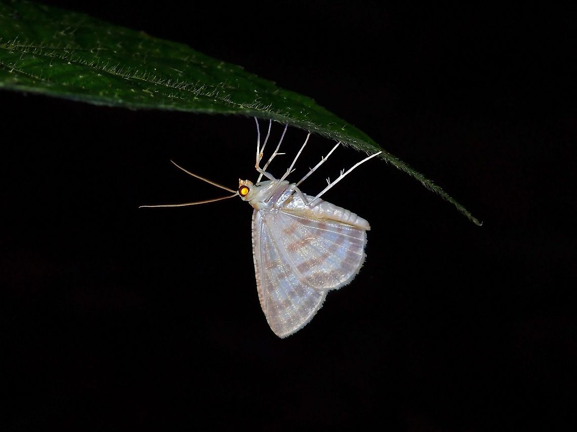Geometrid Moth  Geometrid Moth,Geometridae,Malaysia,Moth,Moth Week 2021,Penang