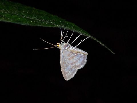 Geometrid Moth  Geometrid Moth,Geometridae,Malaysia,Moth,Moth Week 2021,Penang