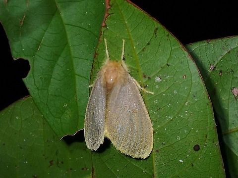 Tussock Moth - Artaxa sp.  Artaxa,Artaxa sp,Malaysia,Moth,Moth Week 2021,Penang,Tussock Moth