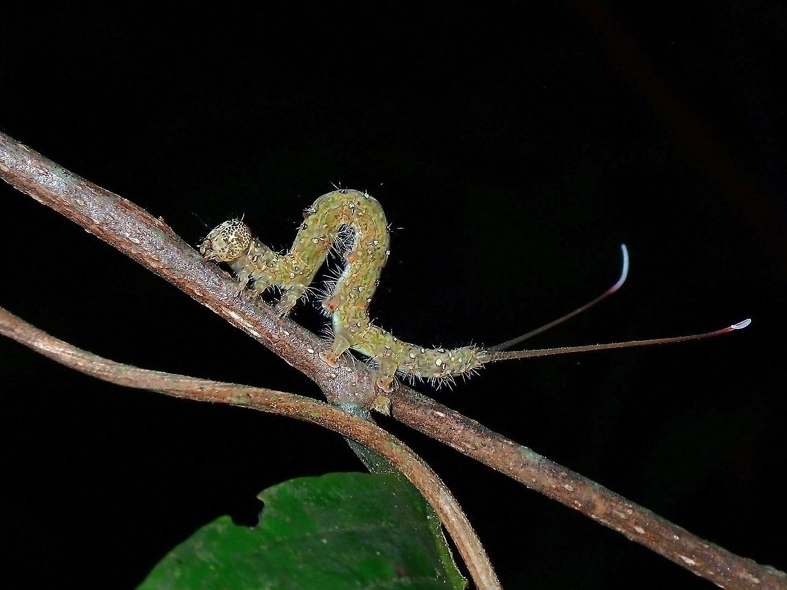 Prominent Moth Caterpillar  Caterpillar,Malaysia,Moth Week 2021,Notodontidae,Penang,Prominent Moth,Prominent Moth Caterpillar