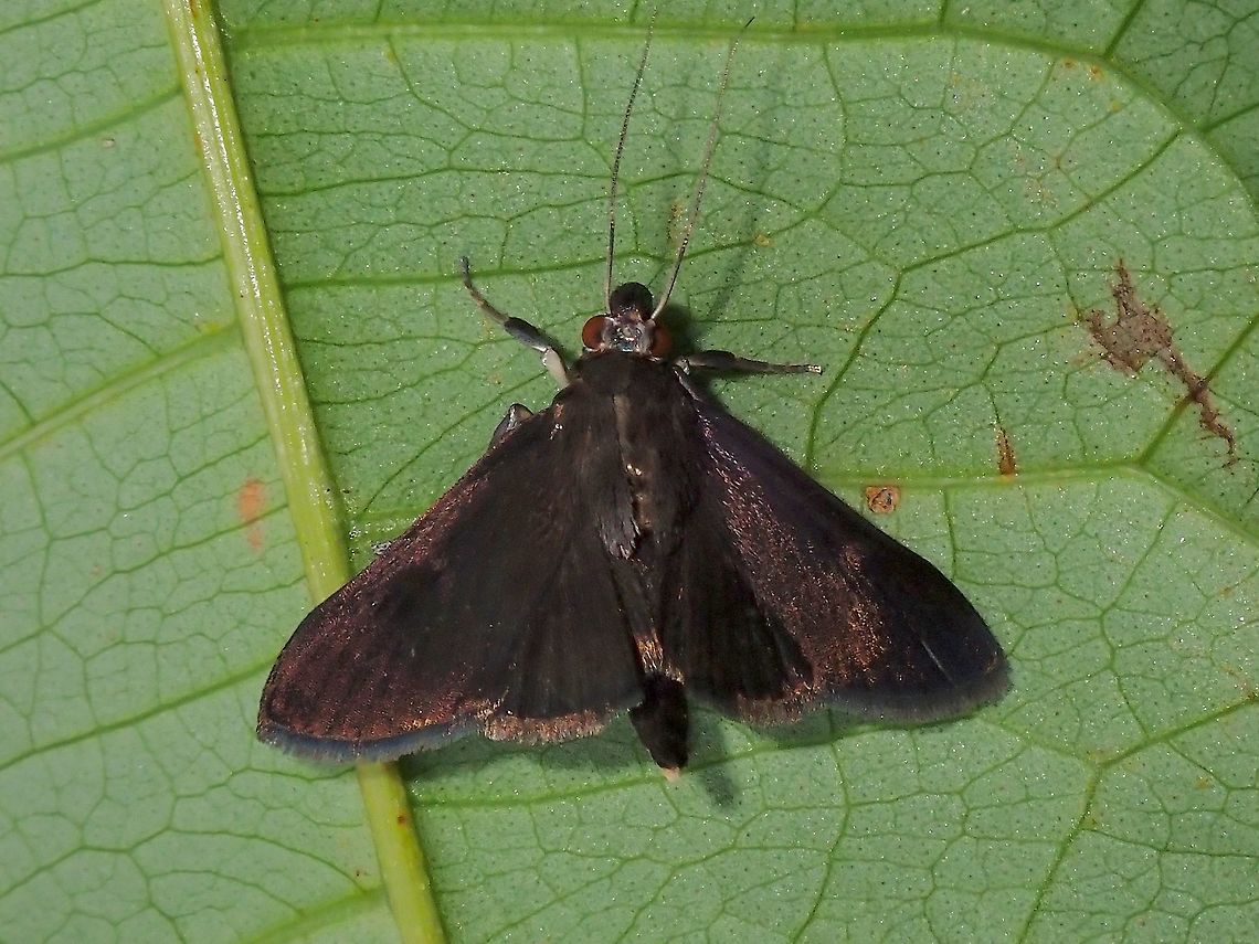 Moth  Lepidoptera,Malaysia,Moth,Moth Week 2021,Penang